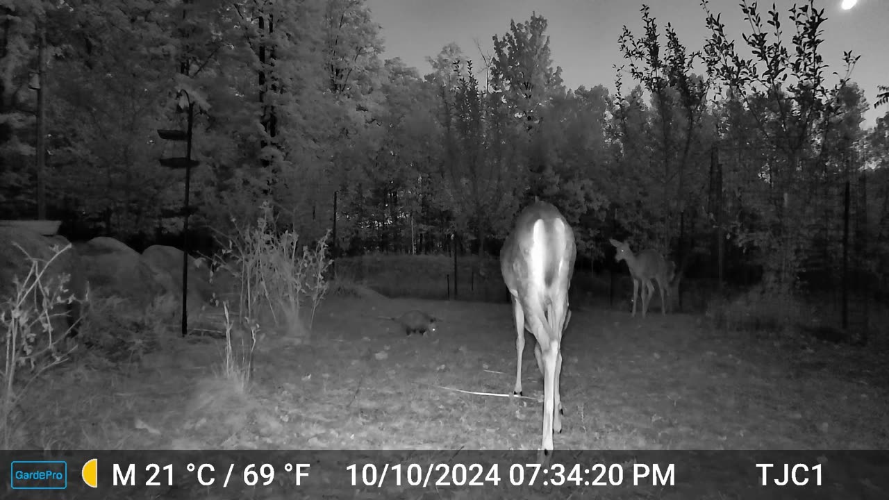 Deer & Possum
