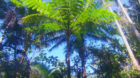 Tree fern