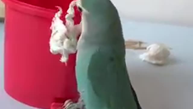 Parrots are very smart and very good, really great