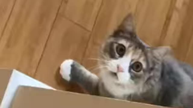 cute animals #shorts #short #cutes __animals(46)
