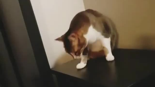 Just testing the gravity 😹 - cute cat