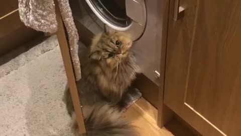 Fluffy cat scratches at washer