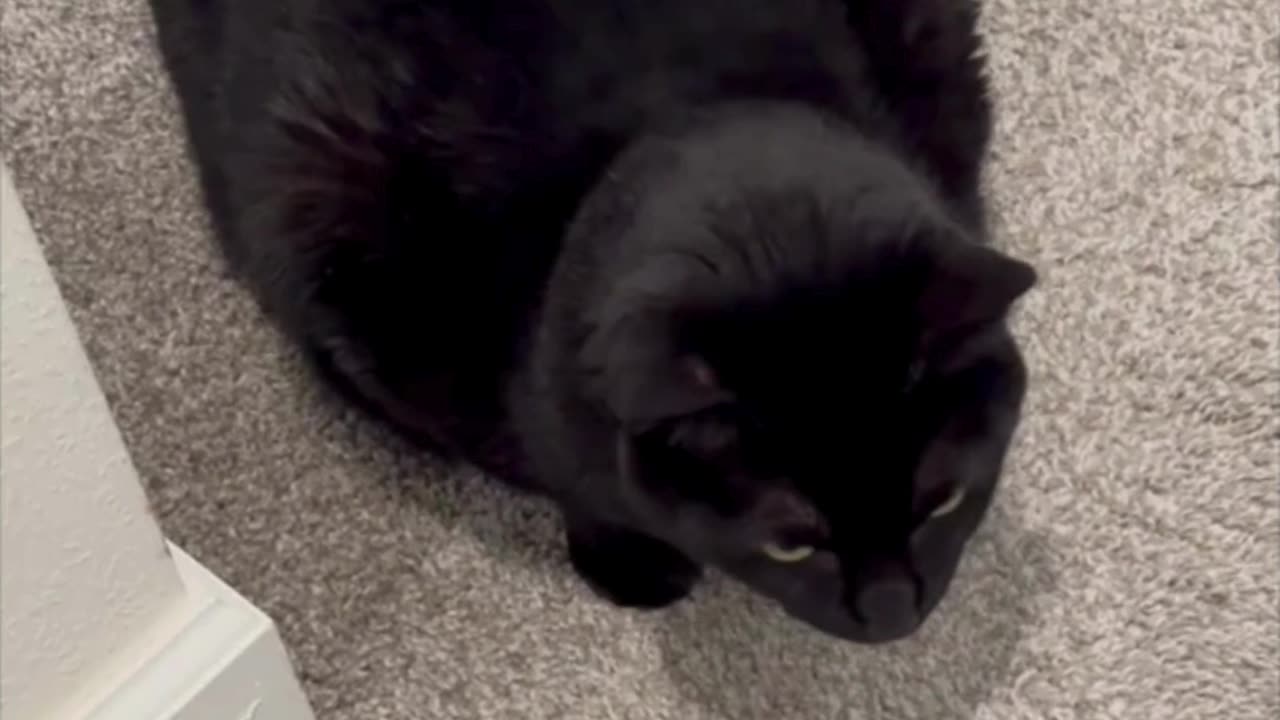 Cute Precious Piper is a Quiet Carpet Sweeper - Adopting a Cat from a Shelter Vlog #shorts