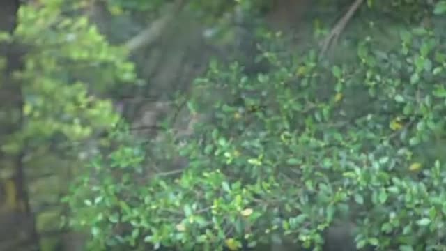 Beautiful birds and Animals