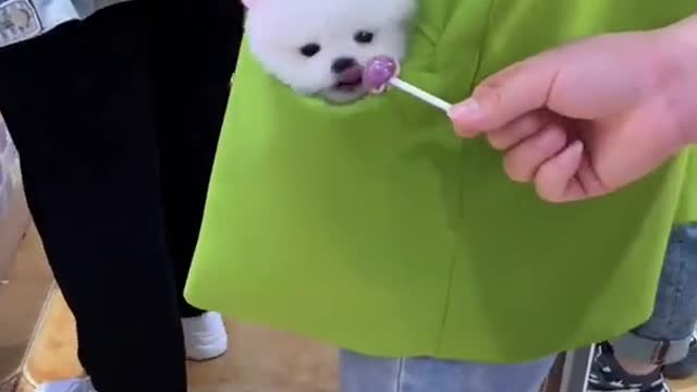 Cute baby Dog