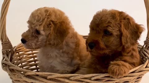 Cute dogs 💗 Cutest dogs in the world