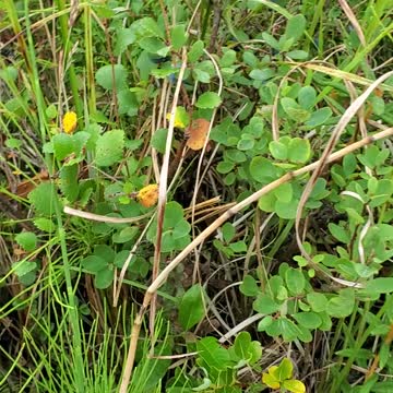 Survival food wild blueberries alaska