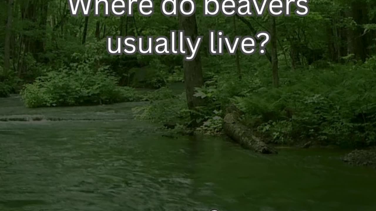 Beaver Fact 3 - Where do beavers usually live?