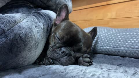 A dog that sleeps so cutely. I want to kiss you.