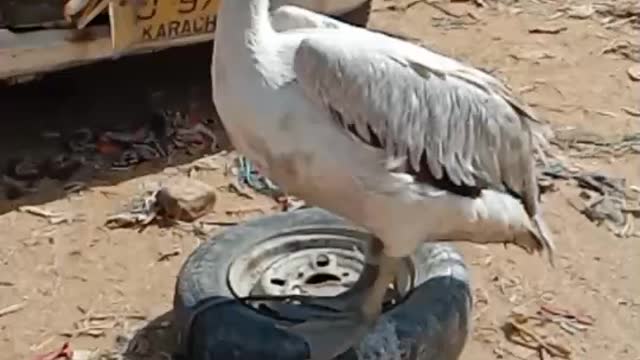 Poor Pelican