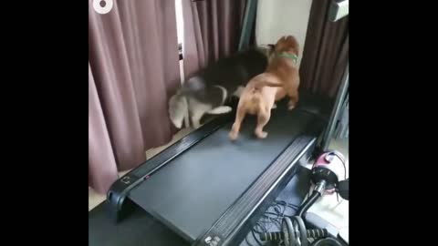 Cutest Dog Treadmill Exercise