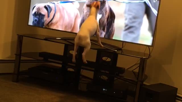 White dog jumping up and down at dogs tv growling