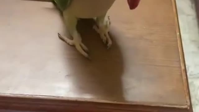 Parrot gets humorously angry after owner ruins his playtime