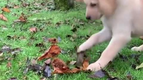 Funniest Animals _Cutest video Ever Best Of The 2022 Funny Animal Videos.cute pet