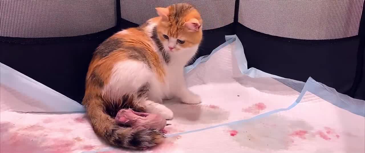 Completely 5 different colors kitten
