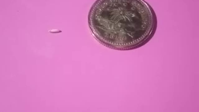 Rice Puller East India Coin