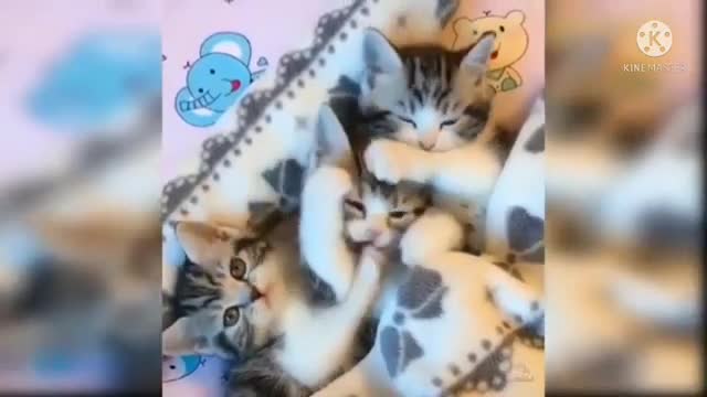 UB Cute cate animals