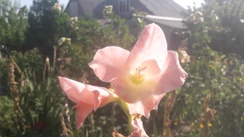 The Last Gladiolus