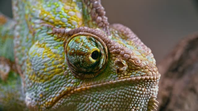The beauty of the animals is very impressive, a lizard