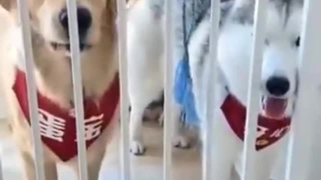 Cute dog funny video new