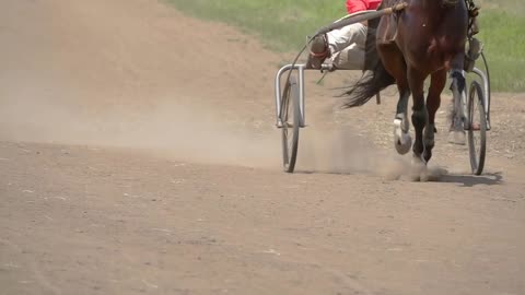 One Horse Harnessed to Sport Cart Run with Dust. Slow Motion