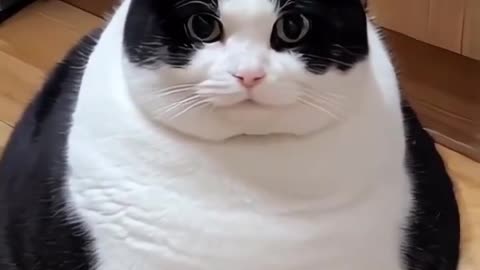 Fat cat