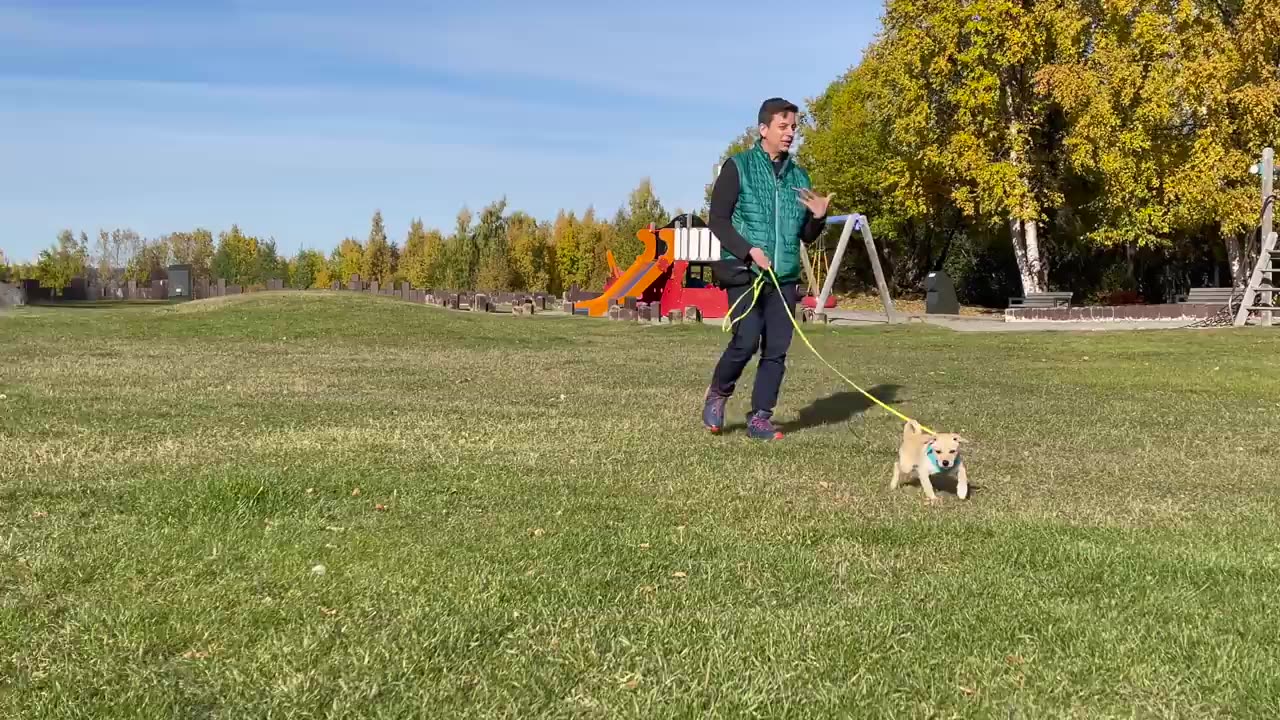 If You Want to TRAIN YOUR PUPPY FAST, I GUARANTEE This Video Will Save You So Much Time!