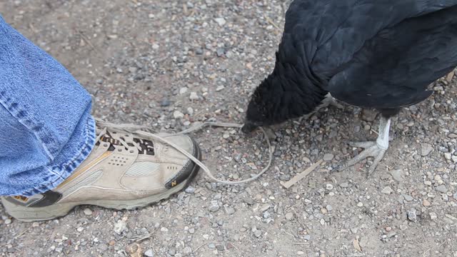 Buzzard unties shoelaces