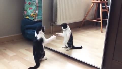 Funny cat and mirror video 😂😂😂🤣🤣