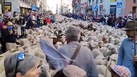 Madrid taken over by hundreds of sheep for annual festival