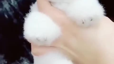 Cute little puppy video from Tik Tok I love this puppy