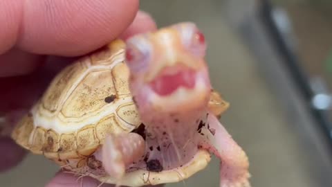What a lovely little turtle