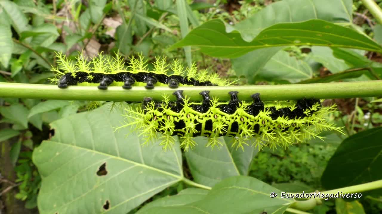 Spiny venomous caterpillars from Amazon rainforest in Ecuador