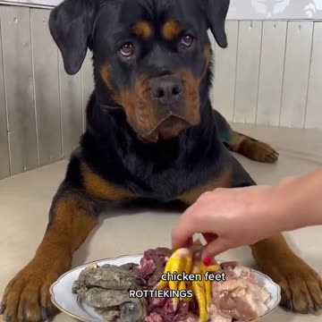 Asmr cute dog eating videos #72