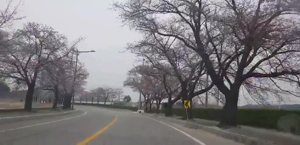 Beautiful Cherry Blossom Road