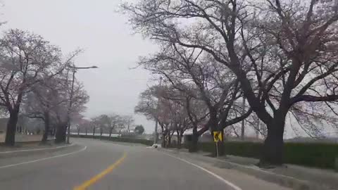 Beautiful Cherry Blossom Road