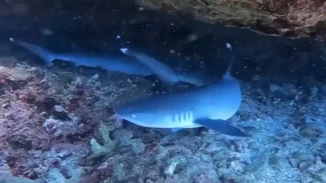 Wildlife