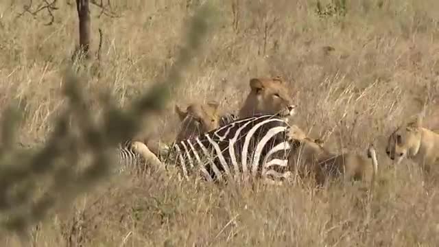 Young lions catch and kill an unfortunate zebra in Serengeti