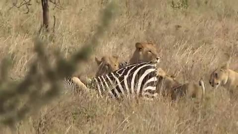 Young lions catch and kill an unfortunate zebra in Serengeti