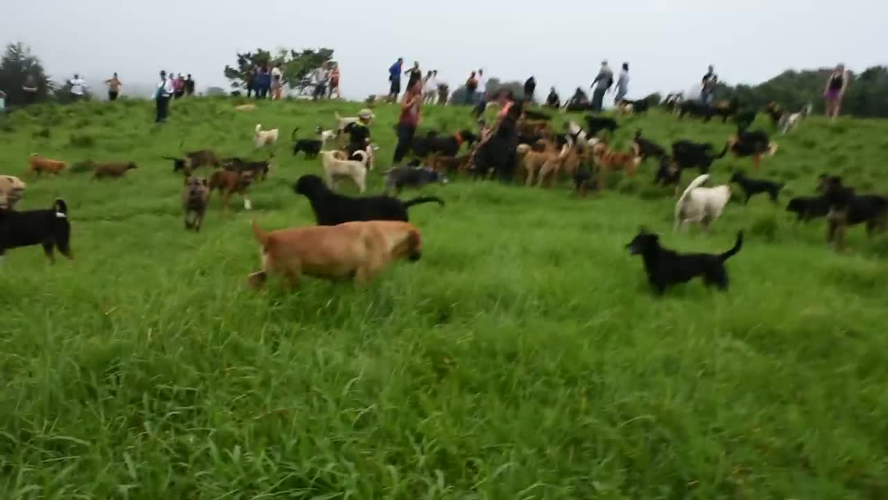 Dogs fighting because they're scared