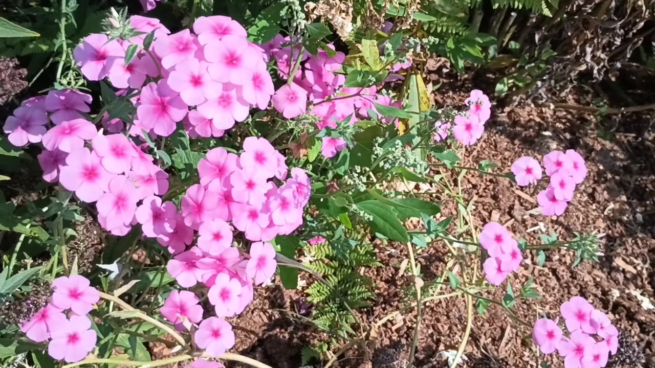 Phlox