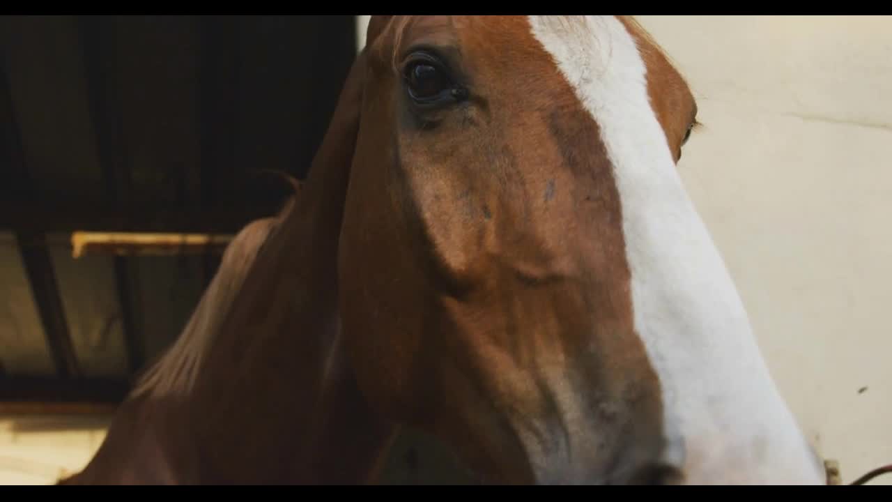 Dressage Horse moving his head through a stable