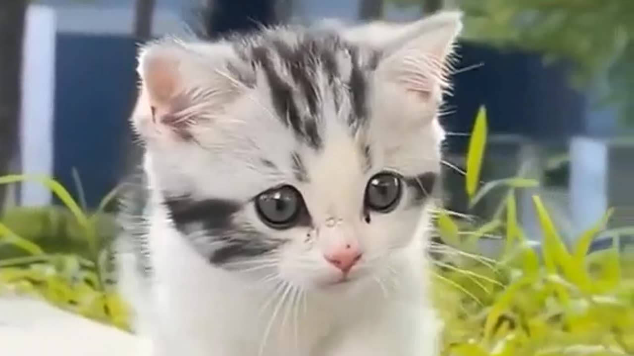 Adorable Cat Strolls: Watch the Sweetest Feline Walk Ever