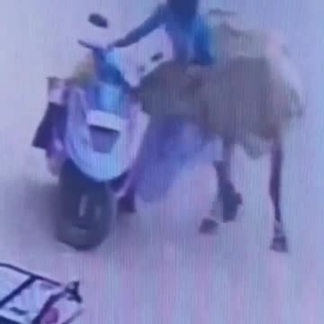 Cow working to get what it wants