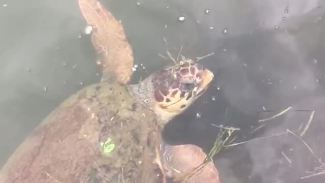 Kefalonia Turtles