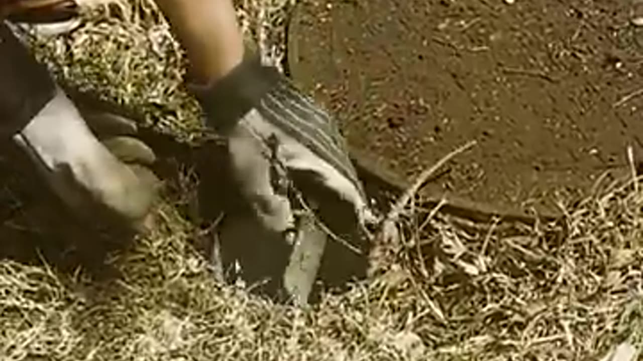 Cute Armadillo Rescued From Hole!