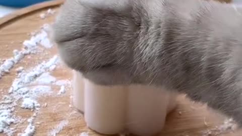 Cat Cooking Food Funny Video (2021 Trending) | Top Cat Funny TikTok #Shorts | Meow Cat