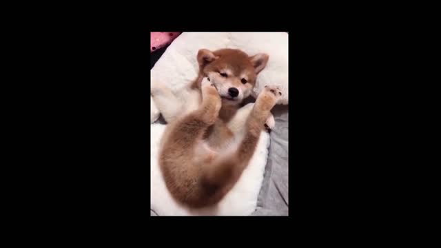 Cute Dog Tail Wagging 🐶 || Best Cute & Funny Dogs Videos.