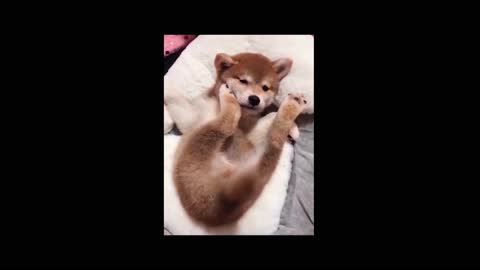 Cute Dog Tail Wagging 🐶 || Best Cute & Funny Dogs Videos.