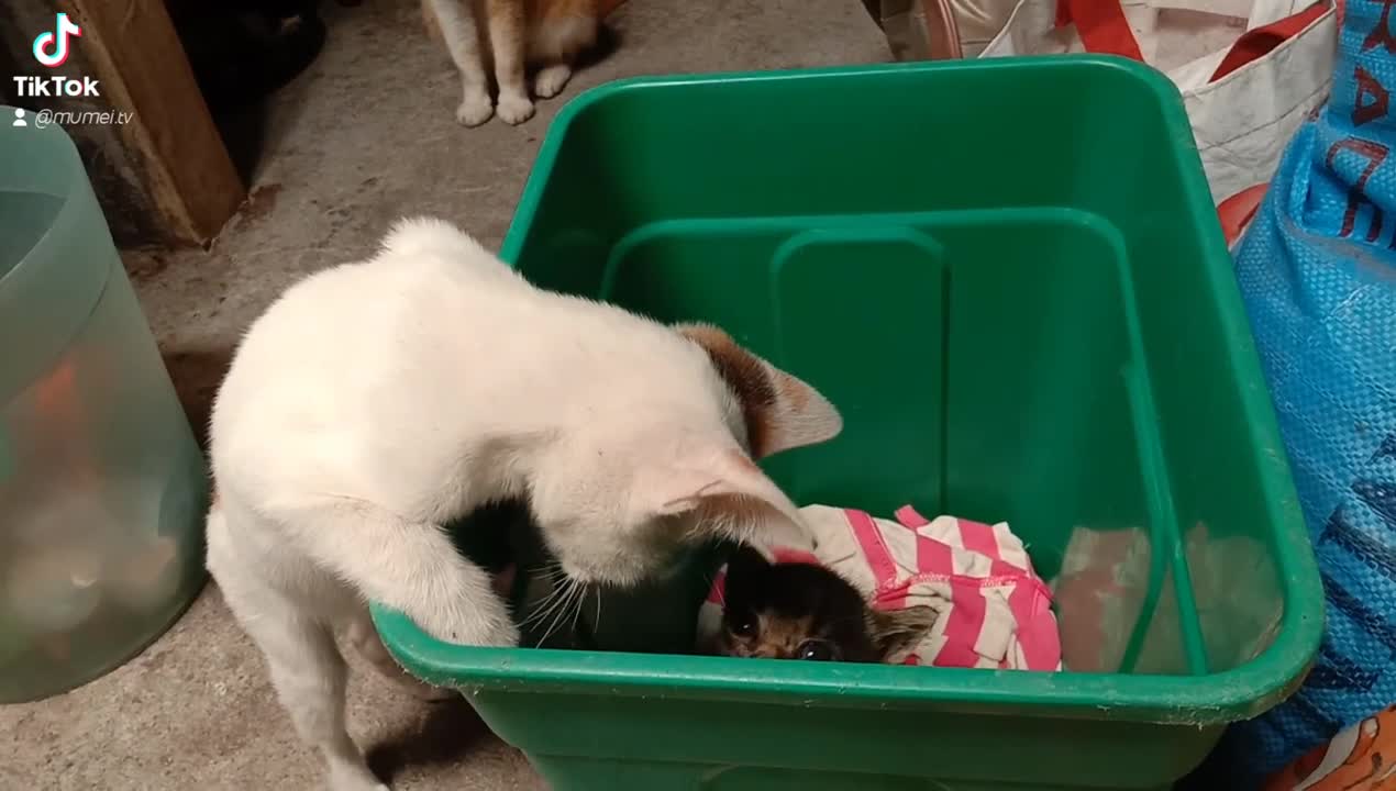 kitten comforting younger kittens